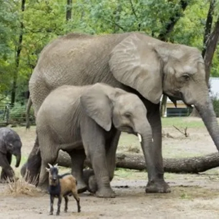 Pipacs Апартаменты